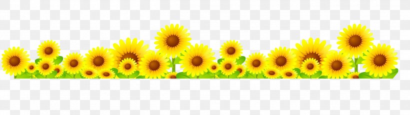 Common Sunflower, PNG, 2606x733px, Common Sunflower, Flower, Flowering Plant, Grass, Grasses Download Free