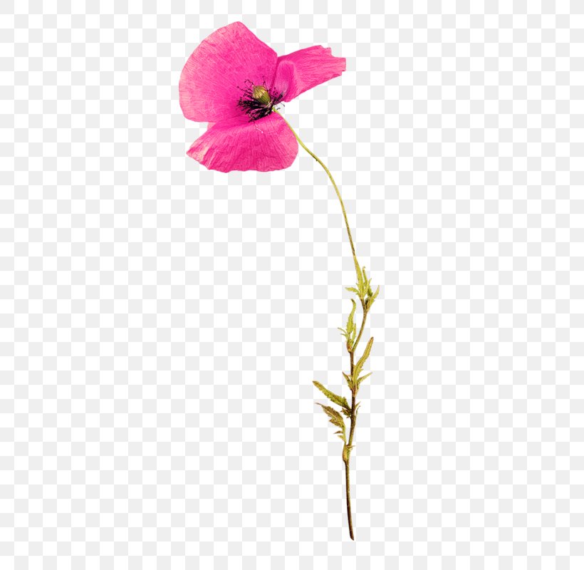 Flower Poppy Clip Art, PNG, 380x800px, Flower, Benzersiz, Cut Flowers, Flora, Flowering Plant Download Free