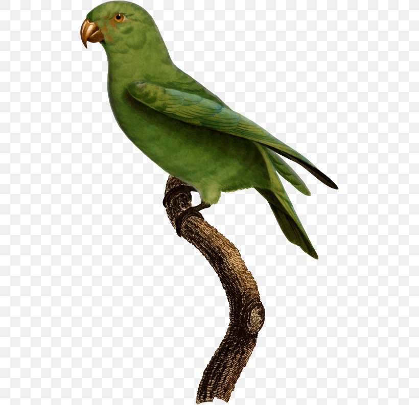 Lovebird Finches Macaw Parakeet Beak, PNG, 506x793px, Lovebird, Beak, Bird, Common Pet Parakeet, Cuckoos Download Free