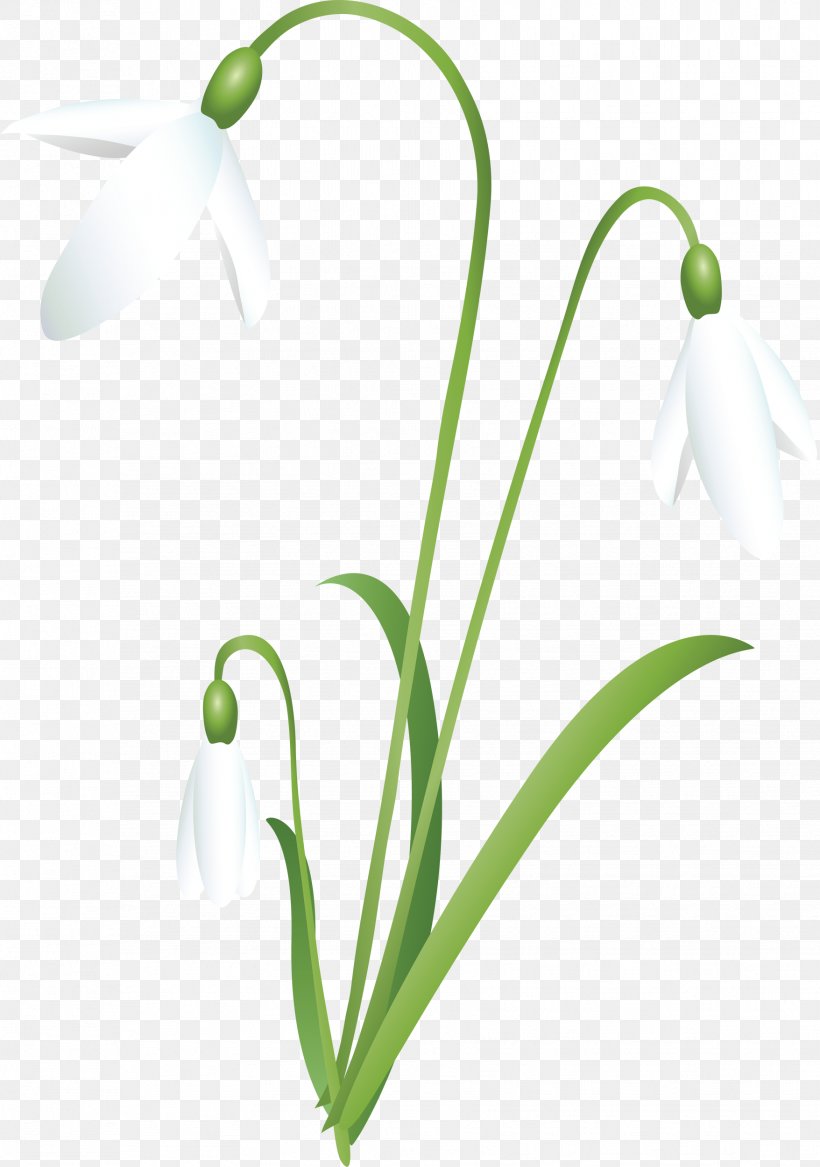 Snowdrop Flower Petal Clip Art, PNG, 1756x2500px, Snowdrop, Benzersiz, Blossom, Bud, Digital Image Download Free