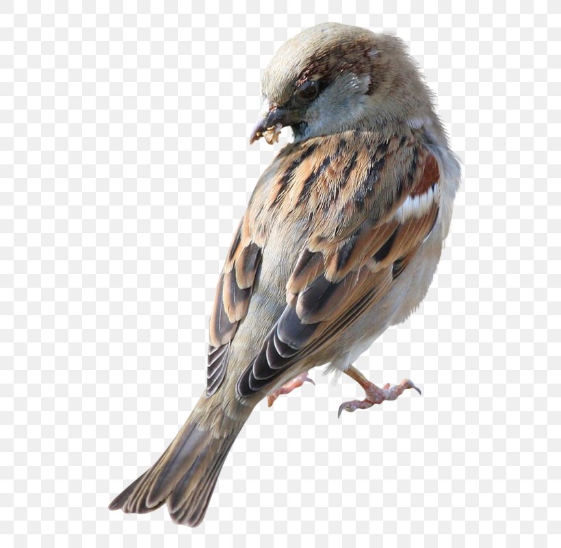 Sparrow Bird Clip Art, PNG, 609x800px, Sparrow, American Sparrow, Beak, Bird, Emberizidae Download Free