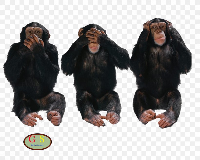 Three Wise Monkeys United States Truth Lie Idea, PNG, 1000x800px, Three Wise Monkeys, Behavior, Chimpanzee, Common Chimpanzee, Evil Download Free