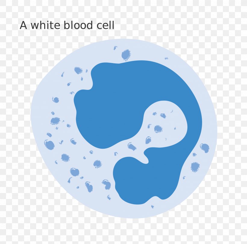 White Blood Cell Red Blood Cell, PNG, 2000x1974px, White Blood Cell, Assay, Blood, Blood Cell, Blue Download Free