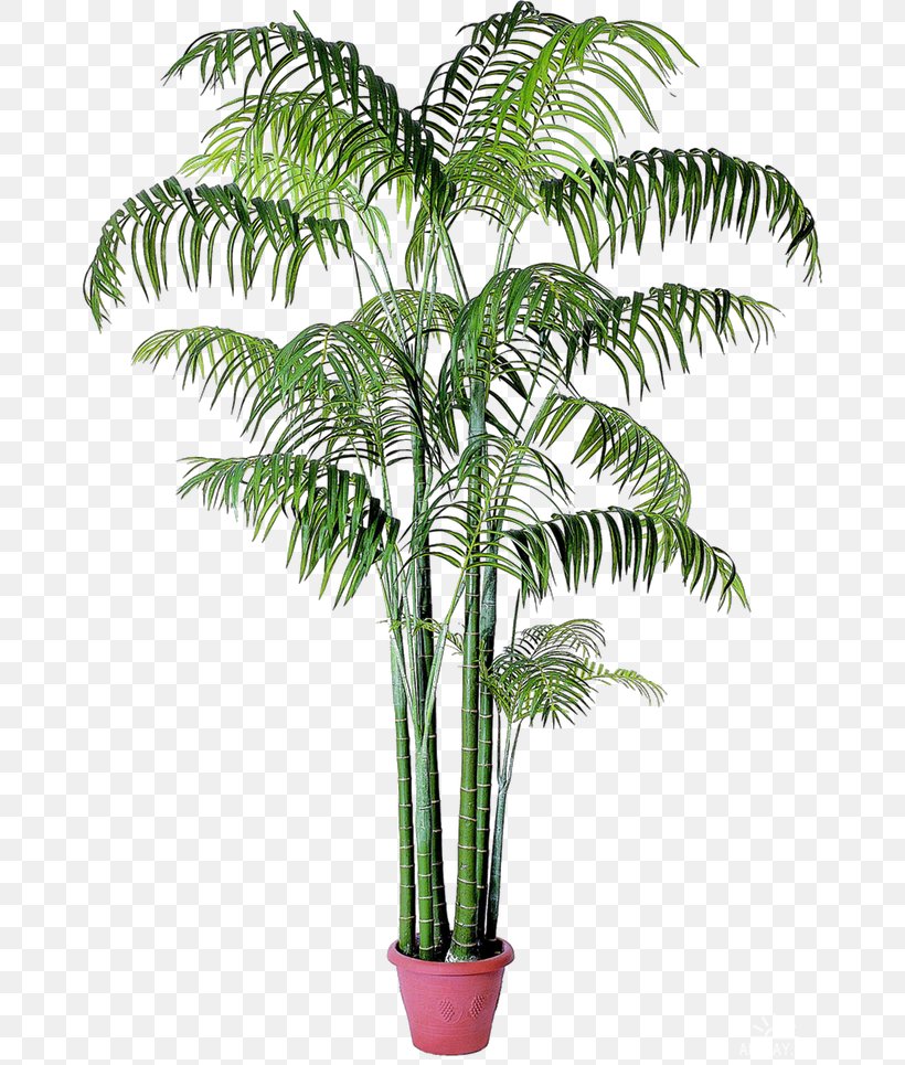 Babassu Houseplant Arecaceae Date Palm, PNG, 670x965px, Babassu, Arecaceae, Arecales, Attalea, Attalea Speciosa Download Free