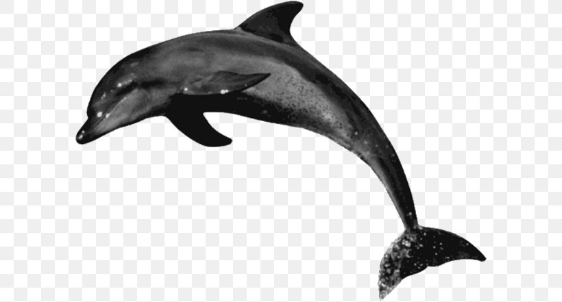 Common Bottlenose Dolphin Rough-toothed Dolphin Tucuxi Short-beaked Common Dolphin Wholphin, PNG, 600x441px, Common Bottlenose Dolphin, Animal, Black And White, Black Dolphin Prison, Bottlenose Dolphin Download Free