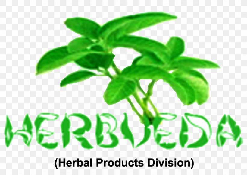 Herbalism India Holy Basil, PNG, 842x595px, Herbal, Ayurveda, Basil, Business, Herb Download Free