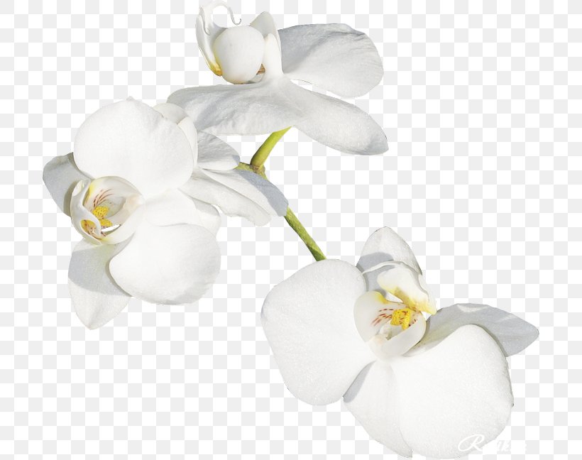 Moth Orchids Cut Flowers Plant Stem Petal, PNG, 700x648px, Moth Orchids, Cut Flowers, Flower, Flowering Plant, Jasmine Download Free