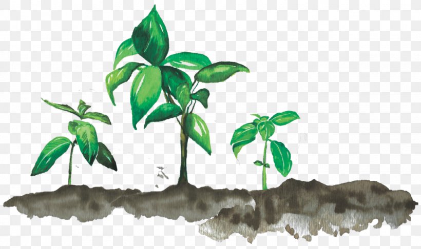 Organic Food Plants Leaf Plant Stem, PNG, 1024x607px, Organic Food, Branch, Brix, Child, Family Download Free