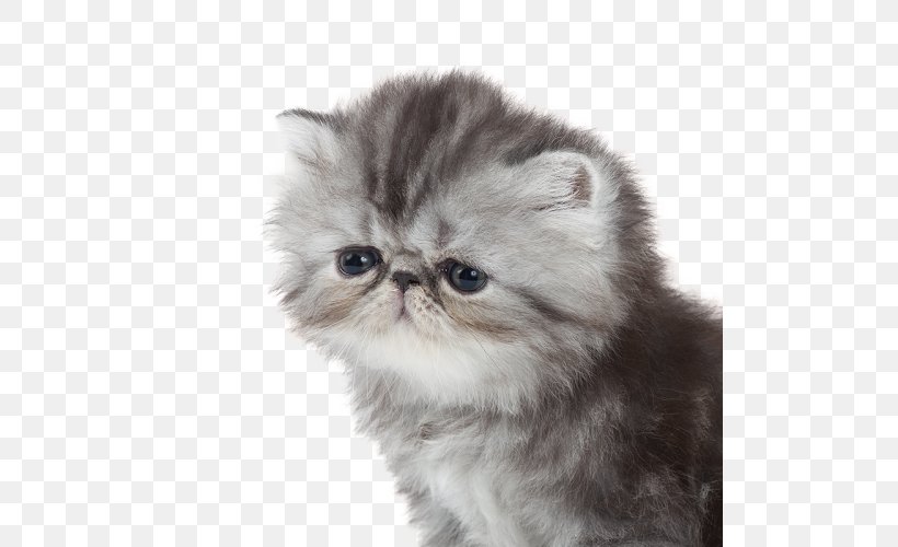 Persian Cat Exotic Shorthair British Semi-longhair Asian Semi-longhair Napoleon Cat, PNG, 500x500px, Persian Cat, Asian Semi Longhair, Asian Semilonghair, British Semi Longhair, British Semilonghair Download Free