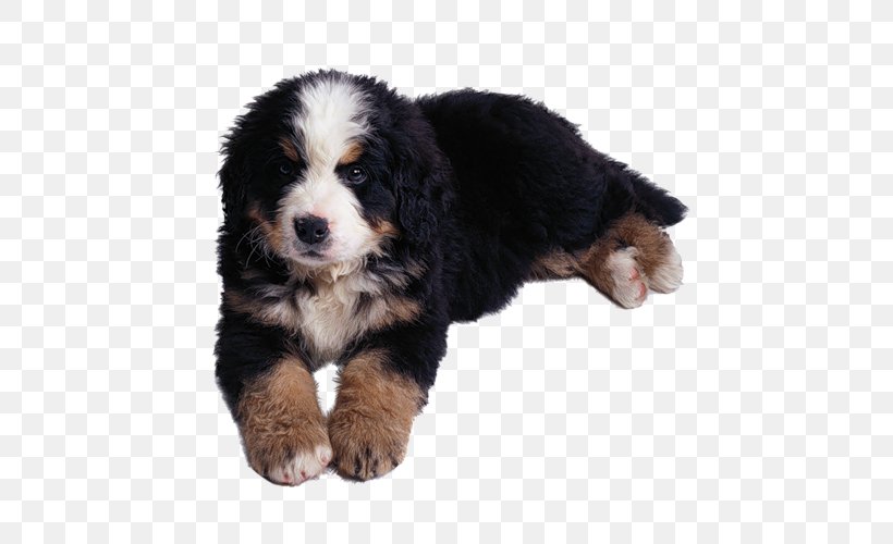 Bernese Mountain Dog Entlebucher Mountain Dog Greater Swiss Mountain Dog Puppy, PNG, 500x500px, Bernese Mountain Dog, Animal, Cancer, Carnivoran, Cat Download Free