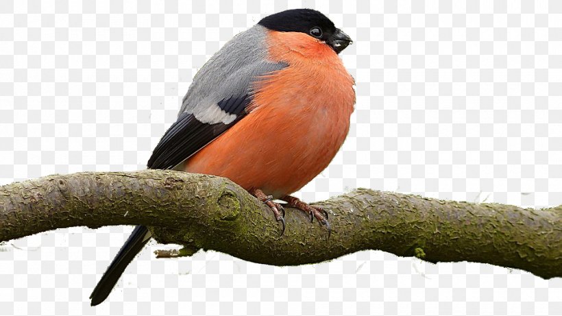 Bird Eurasian Bullfinch Animal, PNG, 960x540px, Bird, Animal, Beak, Bird Feeding, Bullfinch Download Free