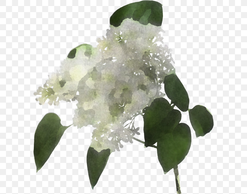Flower White Plant Leaf Lilac, PNG, 600x643px, Flower, Cornales, Cut Flowers, Eucalyptus, Hydrangea Download Free
