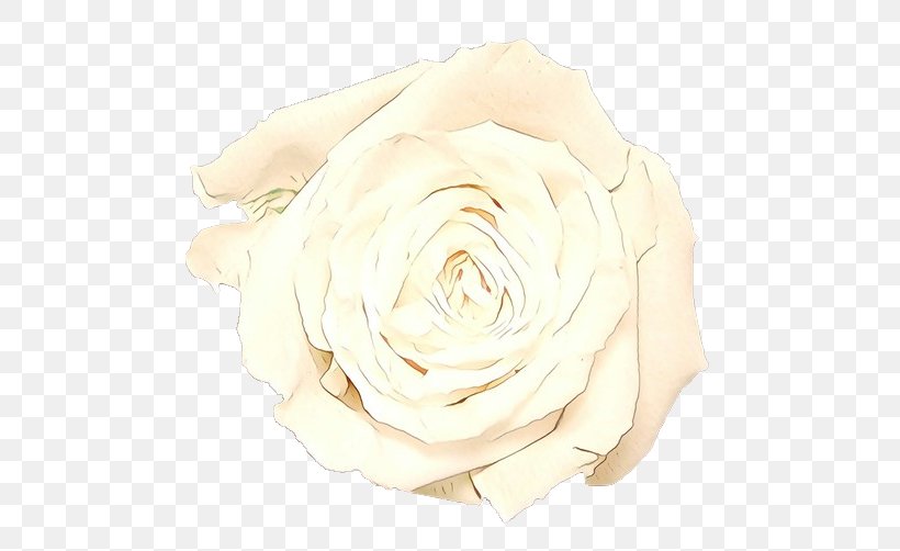 Pink Flowers Background, PNG, 557x502px, Garden Roses, Beige, Cabbage Rose, Cut Flowers, Floribunda Download Free