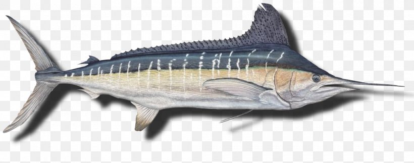 Swordfish Black Marlin Cabo Blanco, Peru, PNG, 1040x410px, Swordfish, Angling, Animal, Animal Figure, Billfish Download Free