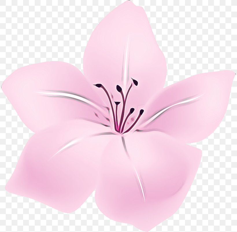 Lily Flower Floral, PNG, 812x802px, Lily Flower, Biology, Floral, Flower, Petal Download Free