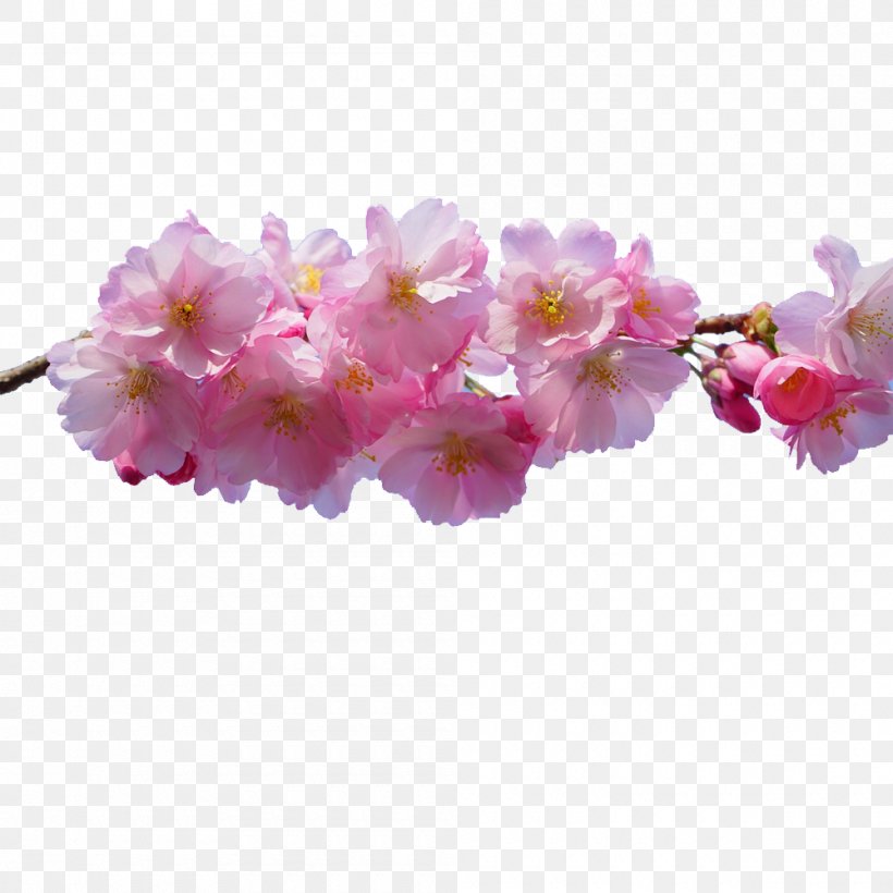Pink Flowers Desktop Wallpaper, PNG, 1000x1000px, Flower, Blossom, Branch, Cherry Blossom, Dahlia Download Free