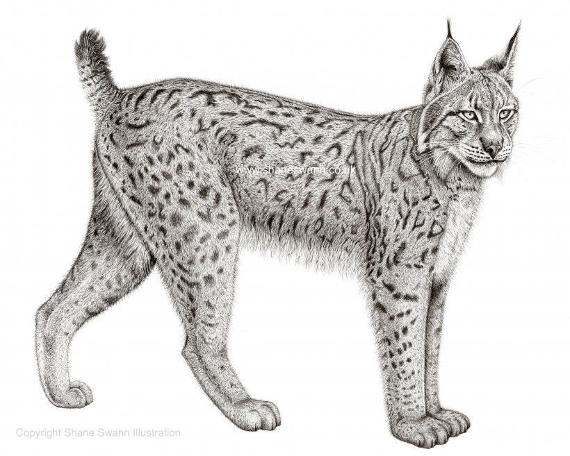 Eurasian Lynx Felidae Bobcat Canada Lynx Iberian Lynx, PNG, 2254x1807px, Eurasian Lynx, Animal, Asian, Big Cats, Bobcat Download Free