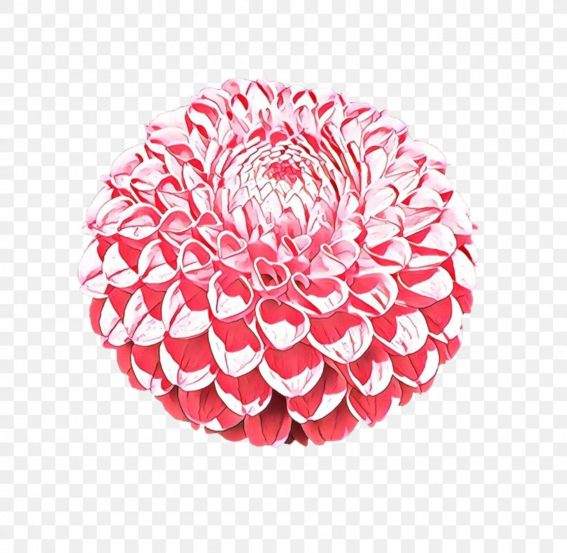 Pink Flower Cartoon, PNG, 1600x1562px, Cartoon, Cut Flowers, Dahlia, Drawing, Flower Download Free