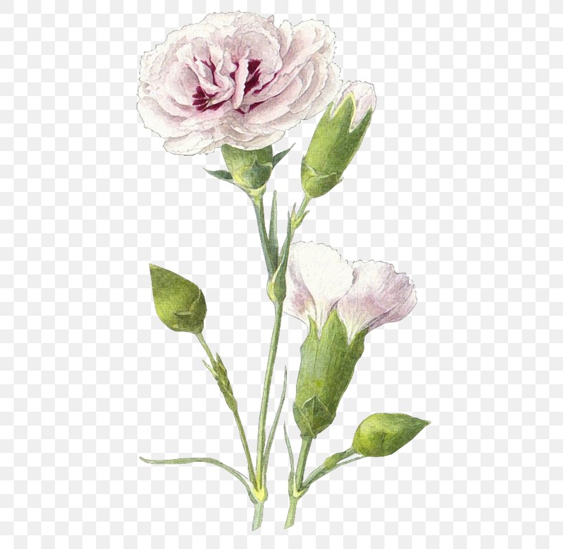 Victory Day Centifolia Roses Drawing Photography Clip Art, PNG, 495x800px, 9 May, Victory Day, Art, Carnation, Centifolia Roses Download Free