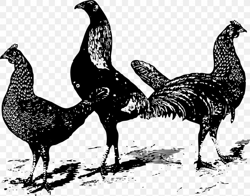 Chicken Rooster Clip Art, PNG, 2285x1796px, Chicken, Beak, Bird, Black And White, Chicken Meat Download Free