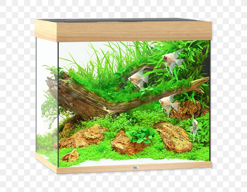 Juwel Aquarium Rio 125, 81x36x50cm, Hell JUWEL Akvárium Lido 200 Buk Light-emitting Diode, PNG, 635x635px, Aquarium, Aquarium Decor, Aquatic Plant, Cichlid, Ecosystem Download Free