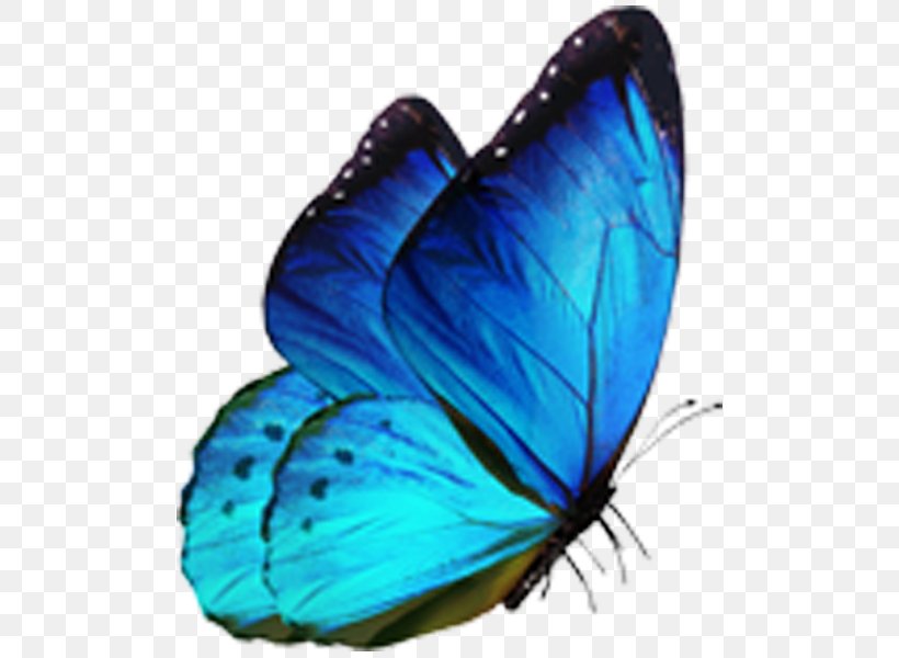 Butterfly Morpho Menelaus Blue, PNG, 600x600px, Butterfly, Blue, Brush Footed Butterfly, Cobalt Blue, Color Download Free
