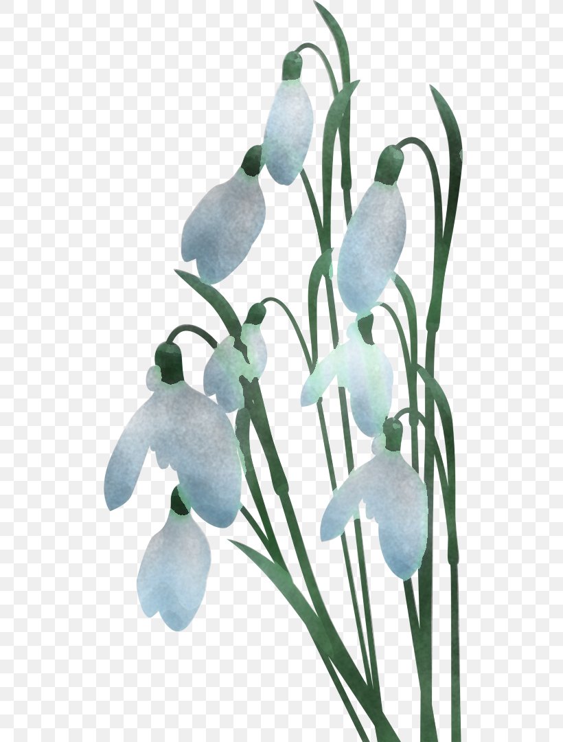 Galanthus Snowdrop Flower Plant Flowering Plant, PNG, 542x1080px, Galanthus, Amaryllis Family, Flower, Flowering Plant, Iris Download Free