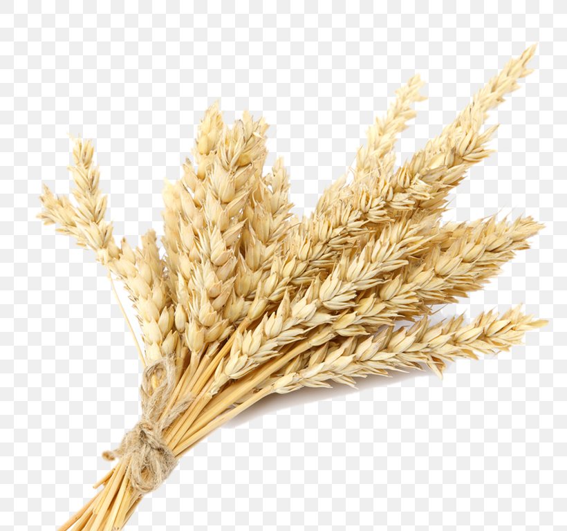 Oat Cereal Emmer Plants, PNG, 774x768px, Oat, Barley, Cereal, Cereal Germ, Crop Download Free