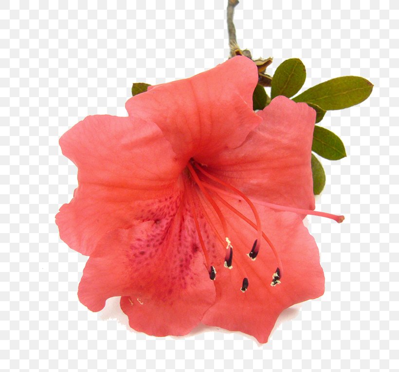 Safflower Clip Art, PNG, 800x766px, Safflower, Azalea, Flower, Flowering Plant, Hibiscus Download Free