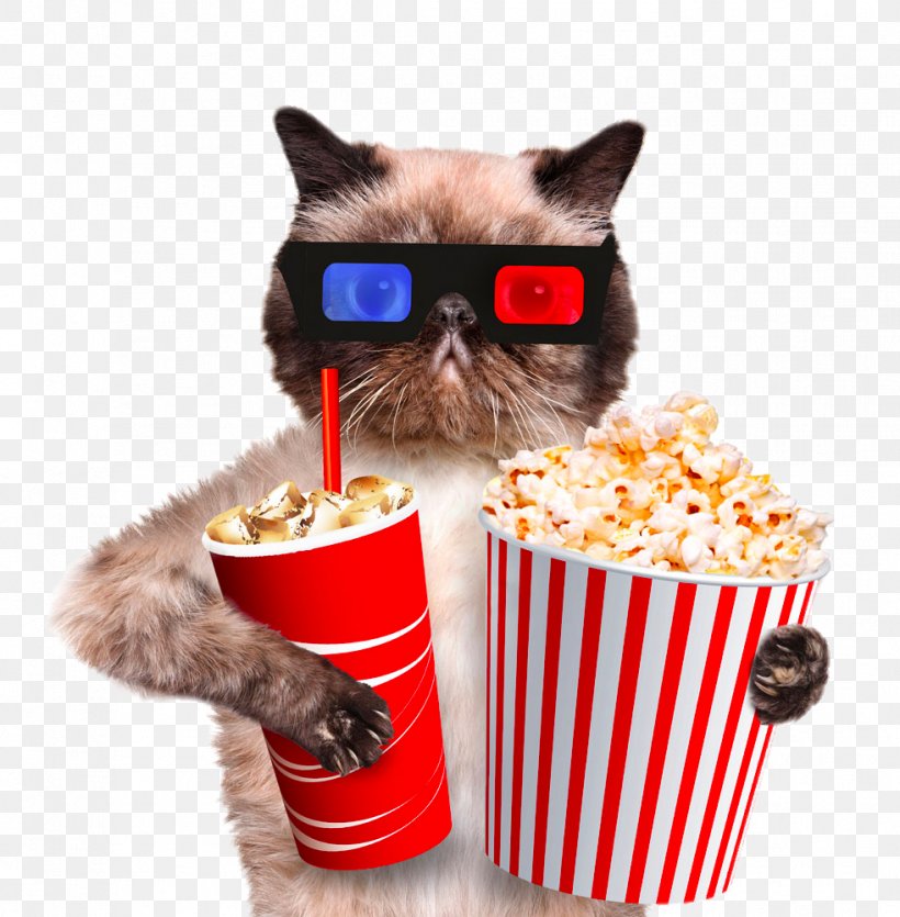 Cat Kitten Dog Veterinarian Pet, PNG, 982x1000px, Cat, Brush, Cat Cafxe9, Cat Like Mammal, Cinema Download Free