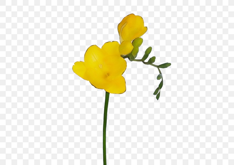 Flower Yellow Plant Pedicel Petal, PNG, 559x580px, Watercolor, Cut Flowers, Flower, Freesia, Paint Download Free