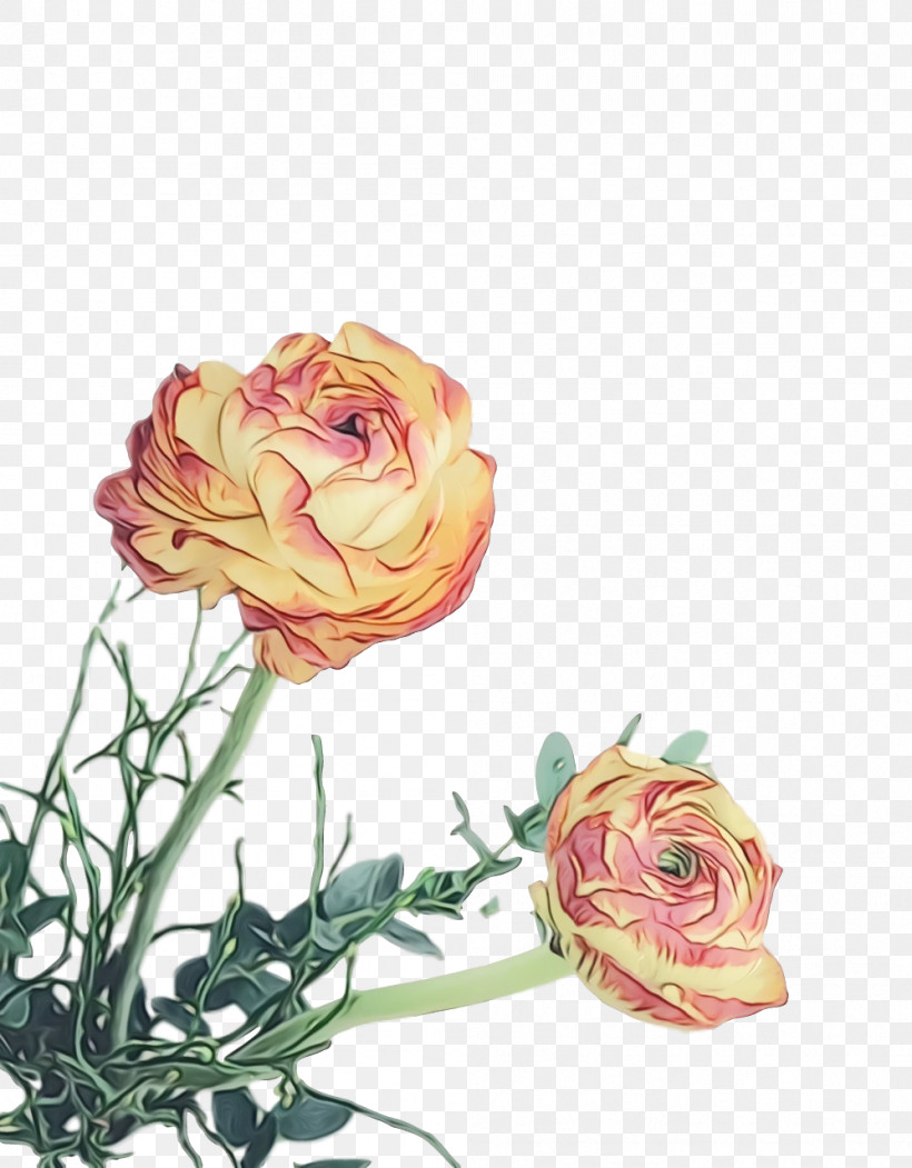 Garden Roses, PNG, 998x1280px, Spring Flower, Cut Flowers, Floribunda, Flower, Flowers Download Free