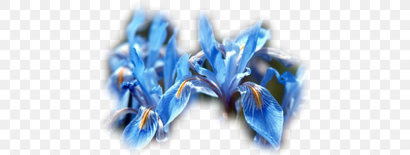 Iris Missouriensis Iris Flower Data Set Iris Pallida Iris Versicolor, PNG, 415x311px, Iris Missouriensis, Blue, Close Up, Color, Drought Tolerance Download Free