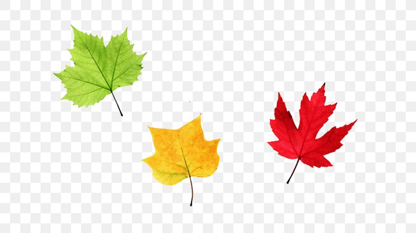 Maple Leaf Autumn, PNG, 645x459px, Leaf, Autumn, Color, Maple Leaf, Plant Download Free