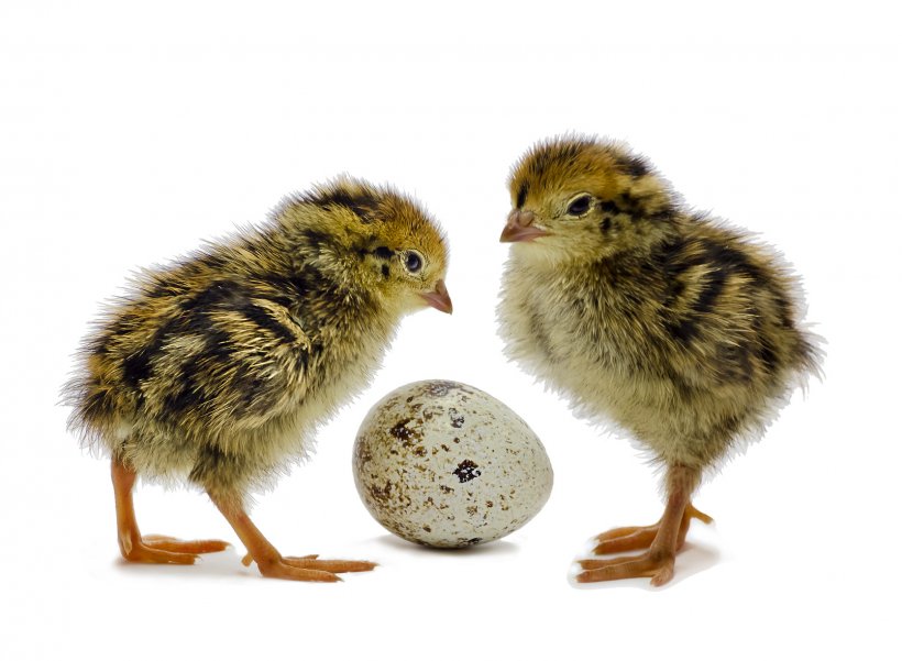 Common Quail Bird Chicken Egg, PNG, 1609x1181px, Quail, Beak, Bird, Bird Egg, Chicken Download Free