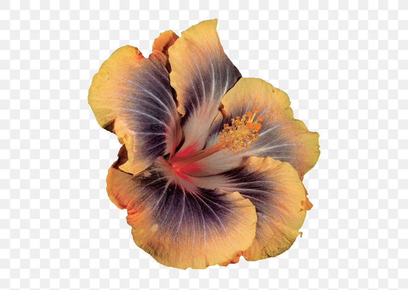 Hibiscus, PNG, 500x583px, Hibiscus, Flower, Flowering Plant, Mallow Family, Malvales Download Free