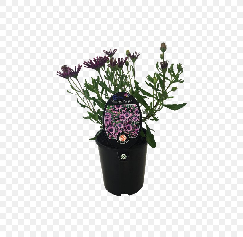 Lavender Flowerpot Houseplant Purple Cut Flowers, PNG, 800x800px, Lavender, Cut Flowers, Flower, Flowering Plant, Flowerpot Download Free
