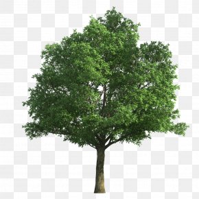 Clip Art Tree Image Northern Red Oak, PNG, 2400x1703px, Tree ...