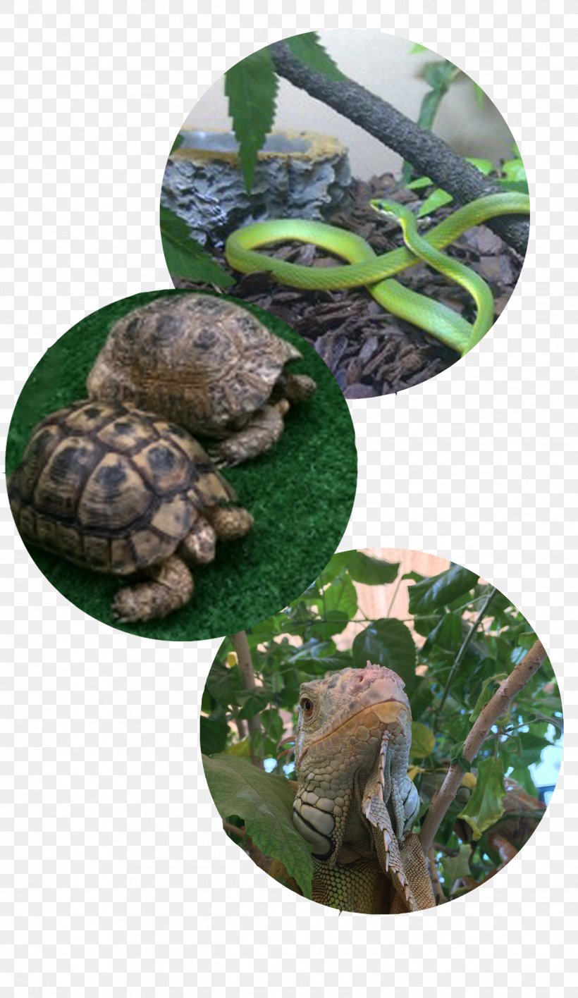 Reptile Box Turtle Tortoise Pet Travel, PNG, 1327x2292px, Reptile, Animal, Animal Circles, Box Turtle, Dubai Download Free