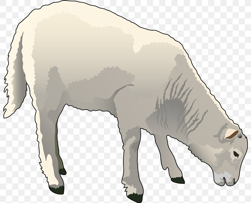 Sheep–goat Hybrid Sheep–goat Hybrid Cattle Clip Art, PNG, 800x664px, Sheep, Animal, Animal Figure, Animal Slaughter, Bear Download Free
