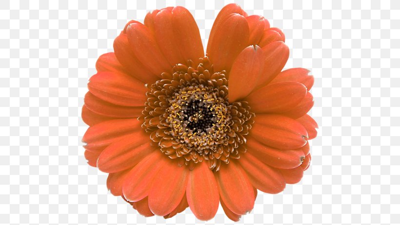Transvaal Daisy Flower Petal Floral Design, PNG, 500x463px, Transvaal Daisy, Botanical Illustration, Botany, Chrysanthemum, Cut Flowers Download Free