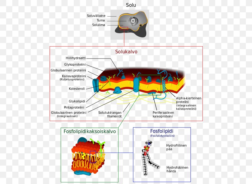 Cell Membrane Biological Membrane Membrane Structure, PNG, 512x600px, Cell Membrane, Area, Biological Membrane, Biology, Cell Download Free