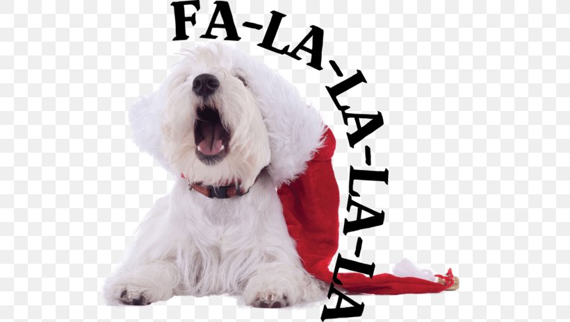 Dog Breed West Highland White Terrier Maltese Dog Puppy Companion Dog, PNG, 599x464px, Dog Breed, Breed, Carnivoran, Companion Dog, Dog Download Free