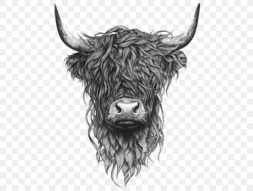 Highland Cattle Scottish Highlands Paper Drawing Printing, PNG, 550x620px, Highland Cattle, Art, Black And White, Bull, Canvas Print Download Free