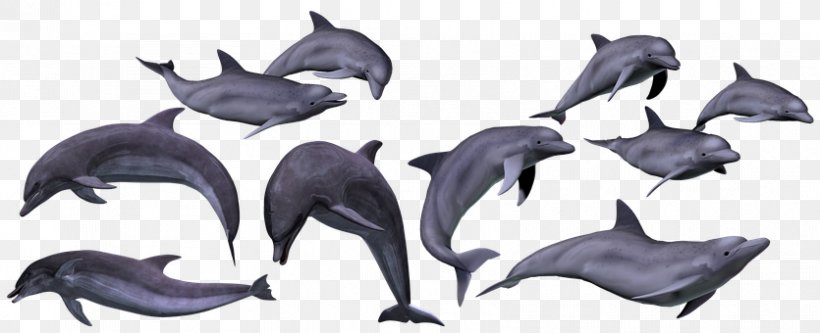 Tucuxi Common Bottlenose Dolphin Sea Mammal, PNG, 835x340px, Tucuxi, Animal, Animal Figure, Bottlenose Dolphin, Common Bottlenose Dolphin Download Free
