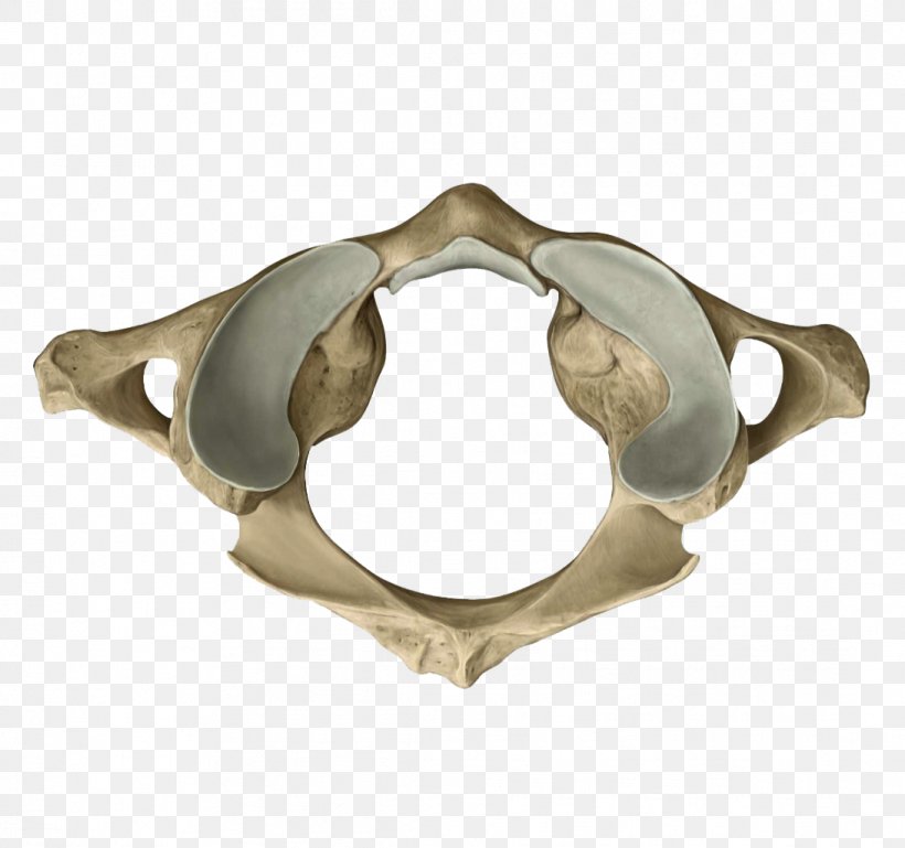 Atlas Conus Medullaris Thoracic Vertebrae Sacrum Anatomy, PNG, 1092x1025px, Atlas, Anatomy, Axial Skeleton, Axis, Brass Download Free