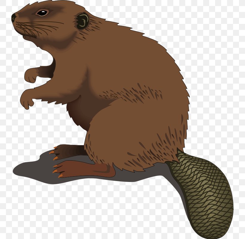 Beaver Clip Art, PNG, 744x800px, Beaver, Animal, Beaver County Pennsylvania, Carnivoran, Document Download Free