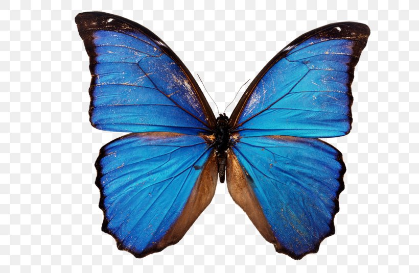 Butterfly Stock Photography Blue Clip Art, PNG, 750x535px, Butterfly, Arthropod, Blue, Brush Footed Butterfly, Color Download Free