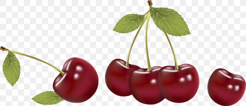 Cherry Fruit Vecteur Cerasus, PNG, 1000x433px, Cherry, Berry, Cerasus, Eating, Food Download Free