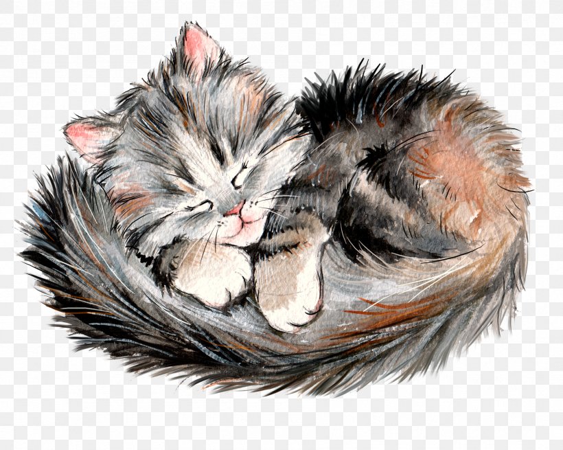 Maine Coon Kitten Whiskers, PNG, 1793x1433px, Maine Coon, Carnivoran, Cat, Cat Like Mammal, Claw Download Free